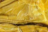 Kansas Amber (Jelinite) Specimen Holy Grail Of Kansas Minerals #113137-2